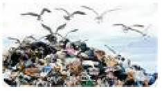 gabbiani sulla discarica